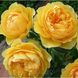 Саджанець троянди чайно-гібридної (садової) Мулинекс (Molineux)(закритий корінь) 1606333336 фото 1