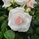 Саджанець троянди Тантау Aspirin Rose (Аспіринова троянда)(закритий корінь) 1606333590 фото 1