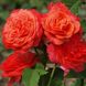 Садженці англійської троянди Емільен Гійо (Emilien Guillot)(закритий корінь) 1606333436 фото 1