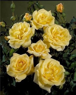 Саджанець троянди Поульсен Bella (Белла)(закритий корінь) 1606333641 фото