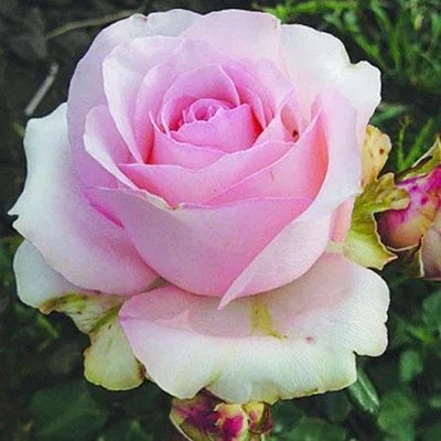 Саджанець англійської троянди Юніверс (Universe)(закритий корінь) 1606333437 фото