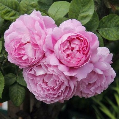 Саджанець троянди чайно-гібридної (садової) Мері Роуз (Marry Rose)(закритий корінь) 1606333337 фото