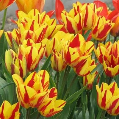 Саджанець тюльпану Сolour Spectacle 1606334187 фото