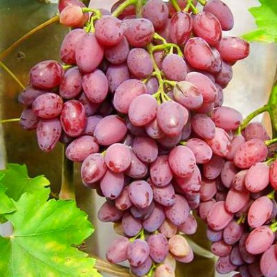 Саджанець винограду Кишмиш "Ассоль" (середній термін дозрівання) 00068 фото