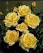 Саджанець троянди Поульсен Bella (Белла)(закритий корінь) 1606333641 фото 1