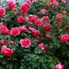 Саджанець плетистої троянди Ротілія (Rotilia)(закритий корінь) 1606333487 фото 1