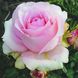 Саджанець англійської троянди Юніверс (Universe)(закритий корінь) 1606333437 фото 1