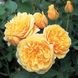 Саджанець англійської троянди Грехам Томас (Graham Thomas)(закритий корінь) 1606333387 фото 1