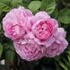 Саджанець троянди чайно-гібридної (садової) Мері Роуз (Marry Rose)(закритий корінь) 1606333337 фото 1