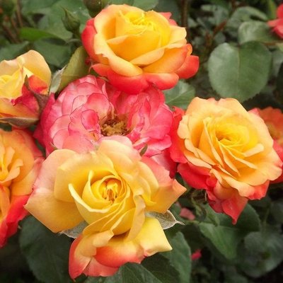 Саджанець плетистої троянди Румба (Climbing Rumba)(закритий корінь) 1606333488 фото