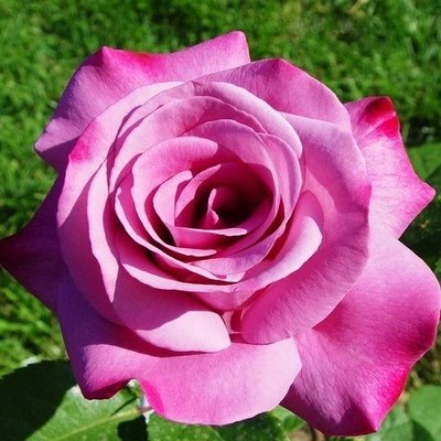 Саджанець троянди Поульсен Blues (Блюз)(закритий корінь) 1606333642 фото