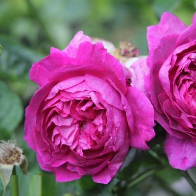 Саджанець англійської троянди Янг Люсидас (Young Lycidas)(закритий корінь) 1606333438 фото