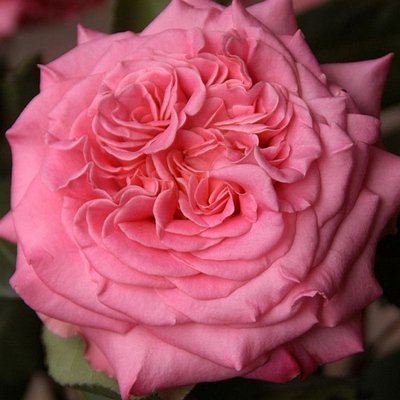 Саджанець троянди чайно-гібридної (садової) Ешлі (закритий корінь) 000070 фото