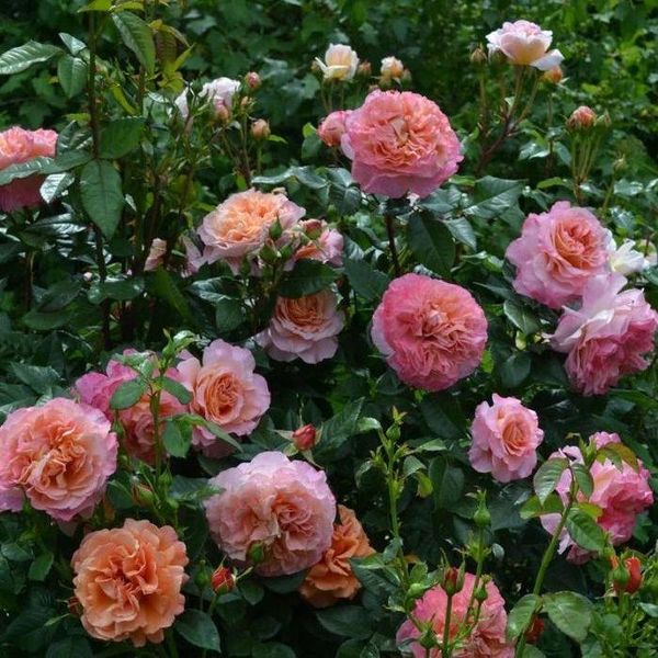 Саджанець троянди Тантау Augusta Luise (Августа Луїза)(закритий корінь) 1606333592 фото