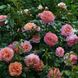 Саджанець троянди Тантау Augusta Luise (Августа Луїза)(закритий корінь) 1606333592 фото 1
