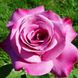 Саджанець троянди Поульсен Blues (Блюз)(закритий корінь) 1606333642 фото 1