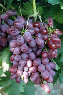 Саджанець винограду столового "Вікторія" (ранній термін дозрівання, не пошкоджується осами) 00070 фото