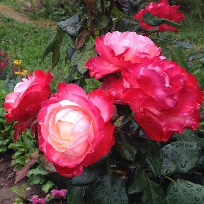 Саджанець троянди чайно-гібридної (садової) Ностальжі (Nostalgie)(закритий корінь) 1606333339 фото