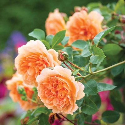 Саджанець англійської троянди Дама Джуді Денч (Dame Judi Dench)(закритий корінь) 1606333389 фото