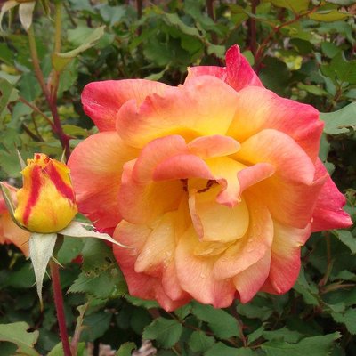 Саджанець плетистої троянди Самба (Samba)(закритий корінь) 1606333489 фото