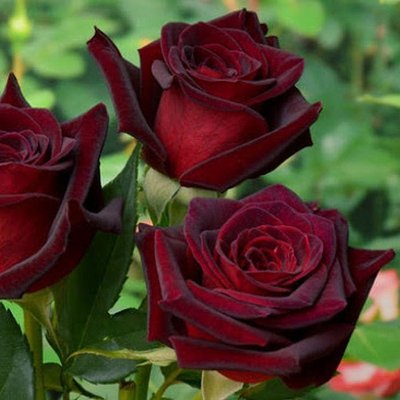 Саджанець троянди Тантау Barkarole (Баркароле)(закритий корінь) 1606333593 фото