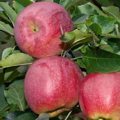 Саджанець яблуні"Флоріна" (зимовий сорт, пізній термін дозрівання) 1606333801 фото