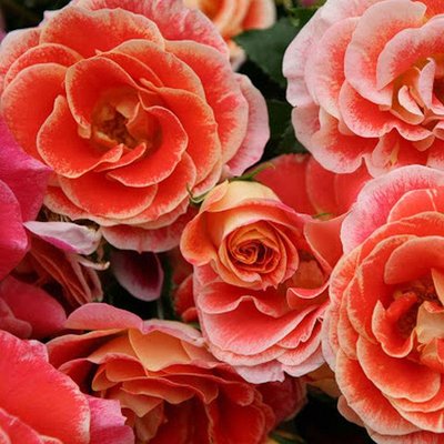Саджанець плетистої троянди Аерограф (Airbrush)(закритий корінь) 1606333439 фото