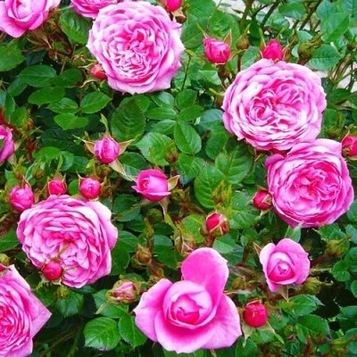 Саджанець троянди Поульсен Boogie Woogie (Бугі Вугі)(закритий корінь) 1606333643 фото