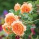 Саджанець англійської троянди Дама Джуді Денч (Dame Judi Dench)(закритий корінь) 1606333389 фото 1