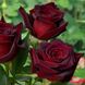 Саджанець троянди Тантау Barkarole (Баркароле)(закритий корінь) 1606333593 фото 1