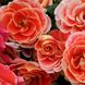 Саджанець плетистої троянди Аерограф (Airbrush)(закритий корінь) 1606333439 фото 1