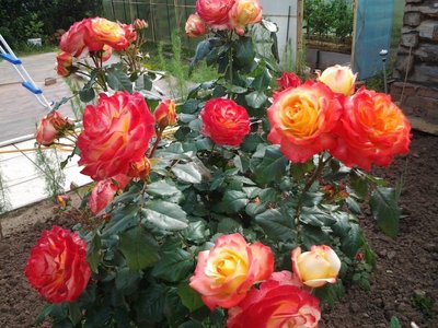 Саджанець троянди Поульсен Bradford (Бредфорд)(закритий корінь) 1606333644 фото