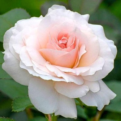Саджанець плетистої троянди Сільвія (Sylvia)(закритий корінь) 1606333490 фото