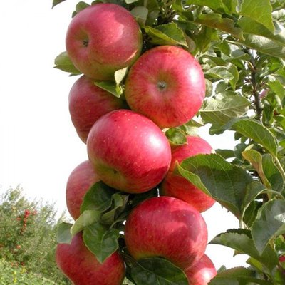 Саджанець колоновидної яблуні "Останкіно" (осінній сорт, середній термін дозрівання) 1606334861 фото