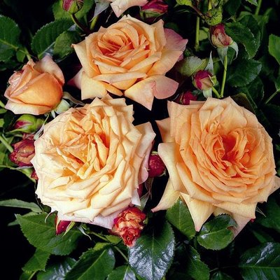 Саджанець троянди Тантау Barock (Барок)(закритий корінь) 1606333594 фото