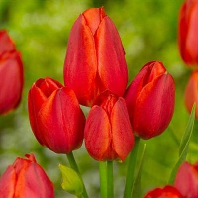 Саджанець тюльпану Red Bouquet 1606334190 фото