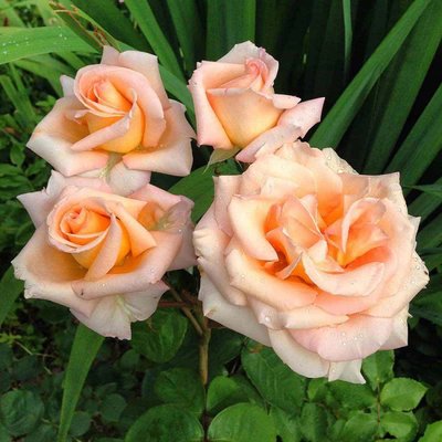 Саджанець троянди чайно-гібридної (садової) Версілія (закритий корінь) 000000033 фото