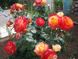 Саджанець троянди Поульсен Bradford (Бредфорд)(закритий корінь) 1606333644 фото 1