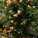 Саджанець плетистої троянди Алоха (Aloha)(закритий корінь) 1606333440 фото 1