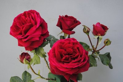 Саджанець троянди Поульсен Capricia (Капрісія)(закритий корінь) 1606333645 фото