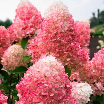Саджанець гортензії садової Touch Of Pink 1606334369 фото