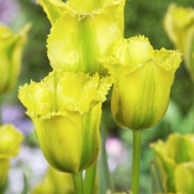 Саджанець тюльпану Green Jay 1606334191 фото