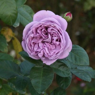 Саджанець троянди чайно-гібридної (садової) Блю скай фрі (Black Magic)(закритий корінь) 000000034 фото