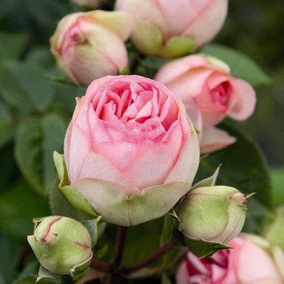 Саджанець троянди піоновидної "Чармінг Піано" (закритий корінь) 000080 фото