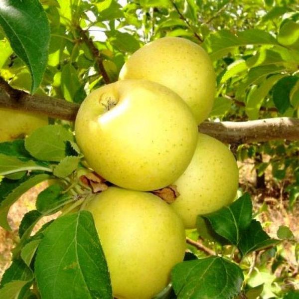 Саджанець яблуні "Голден Делішес" (зимовий сорт, пізній термін дозрівання) 1606333803 фото