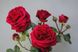 Саджанець троянди Поульсен Capricia (Капрісія)(закритий корінь) 1606333645 фото 1