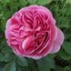 Саджанець англійської троянди Джеймс Л. Остін (James L. Austin)(закритий корінь) 1606333391 фото 1