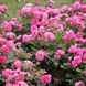 Саджанець троянди Тантау Baroness (Баронеса)(закритий корінь) 1606333595 фото 1