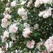 Саджанець плетистої троянди Альберик Барб'є (Alberic Barbier)(закритий корінь) 1606333441 фото 1
