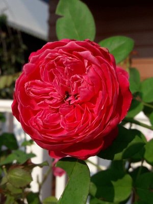 Саджанець троянди піоновидної "Ред Піано" (закритий корінь) 000081 фото